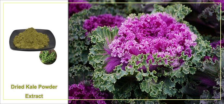 kale powder nutrition kale powder nutrition